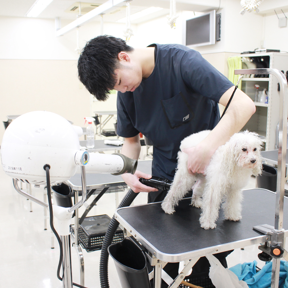 卒業生対象のトリミング個別授業♪